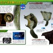 体の膜を広げて空を飛ぶムササビ