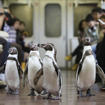 ペンギン列車（前回ツアーの車内の様子）