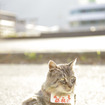 芦ノ湖の宣伝・看板猫