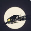 栗林慧の世界