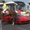 上海市内で馬に蹴られたフェラーリ458イタリア