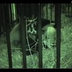 上野動物園のジャイアントパンダ「シンシン」（出産直後の動画キャプチャ）