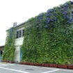 ブリヂストン 栃木工場・グリーンエコカーテン