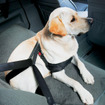 世界初、犬用シートベルトをBMWが発売