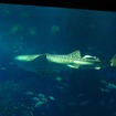 沖縄美ら海水族館