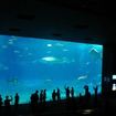 沖縄美ら海水族館