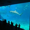 沖縄美ら海水族館