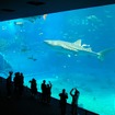 沖縄美ら海水族館