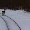 JR北海道 釧網線 （2013年2月）