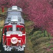 臨時列車「花桃号」のイメージ