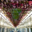 装飾電車「のせでん春物語」の車内。天井がサクラの花で装飾されている。