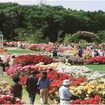 京成バラ園（イメージ）