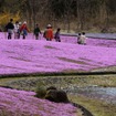 芝桜と富士山の競演、ゴールデンウィークに見頃