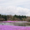 芝桜と富士山の競演、ゴールデンウィークに見頃