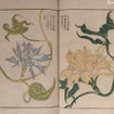 萬花園主人撰・服部雪斎画「朝顔三十六花撰」（雜花園文庫蔵）