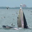 クジラの群れにジェットスキー接近　バンコク沖で