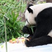 チェンマイ動物園のパパパンダ、１３歳に