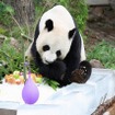 チェンマイ動物園のパパパンダ、１３歳に