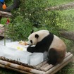 チェンマイ動物園のパパパンダ、１３歳に