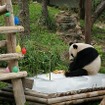チェンマイ動物園のパパパンダ、１３歳に