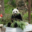 チェンマイ動物園のパパパンダ、１３歳に