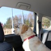 アウトランダーPHEVと愛犬の旅…雪景色の富士河口湖リゾートを満喫