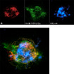 提供：NASA／JPL-Caltech
