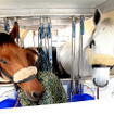 カタール航空カーゴ、障害馬術ツアー出走馬67頭を輸送（1）