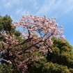 スターバックスコーヒー「上野恩賜公園店」店舗横に咲いていた寒桜（カンザクラ）
