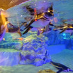 すみだ水族館に登場した、光と音楽とペンギンの新展示「ペンギンキャンディ」（3月21日～7月17日）。3月19日のオープニングイベントには動物好きな森泉も登場。ペンギンを抱き「連れて帰りたい！」と笑った