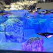 すみだ水族館に登場した、光と音楽とペンギンの新展示「ペンギンキャンディ」（3月21日～7月17日）。3月19日のオープニングイベントには動物好きな森泉も登場。ペンギンを抱き「連れて帰りたい！」と笑った