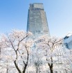 東京ミッドタウンにはソメイヨシノを中心に103本の桜があり、檜町公園の桜（44本）も鑑賞することができる。