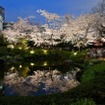 六本木ヒルズと毛利庭園の夜桜。