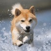 房総半島で愛犬と楽しい体験が楽しめるおでかけプラン「おでか犬」