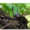 カブトムシの成虫