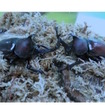 カブトムシの成虫