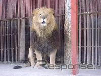 ライオンを載せたトラック横転!! 逃げ出したら…