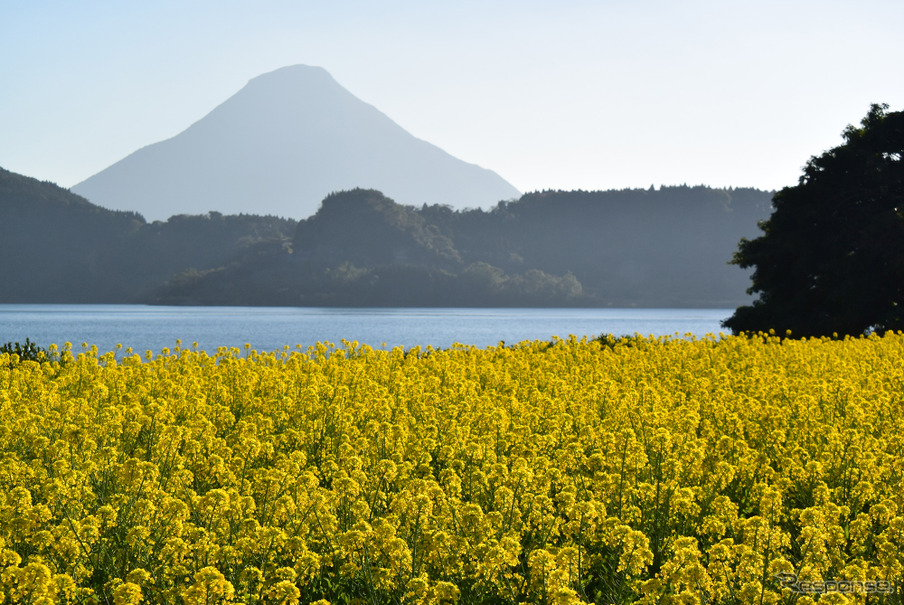 池田湖畔の菜の花畑。