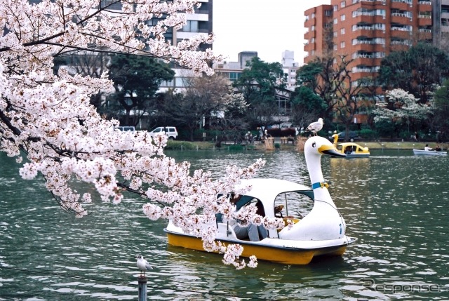 プロドライバーが選ぶ桜スポット トップは 上野恩賜公園 じゃらん調べ レスポンス Response Jp プロドライバーが選ぶ桜スポット トップは 上野恩賜公園 じゃらん調べ レスポンス Response Jp