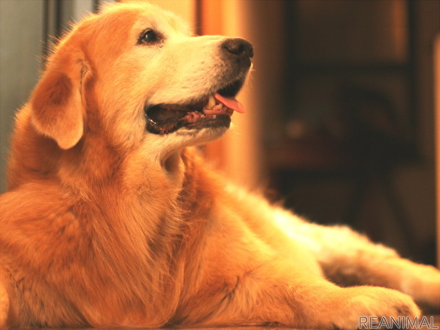 リアニマル 老いていく愛犬が教えてくれたこと 後編 大切なのは変化を恐れない過ごし方 レスポンス Response Jp リアニマル 老いていく愛犬が教えてくれたこと 後編 大切なのは変化を恐れない過ごし方 レスポンス Response Jp