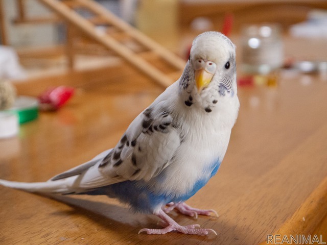 セキセイインコと暮らす日々 個性は十鳥十色 カイちゃんが覚えた 都合の良い 言葉 レスポンス Response Jp