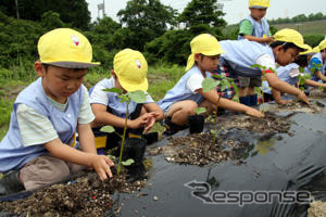 トヨタ車体、近隣幼稚園児らとケナフを植栽