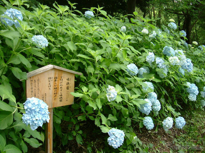 梅雨の風物詩「あじさいまつり」　6月21日から