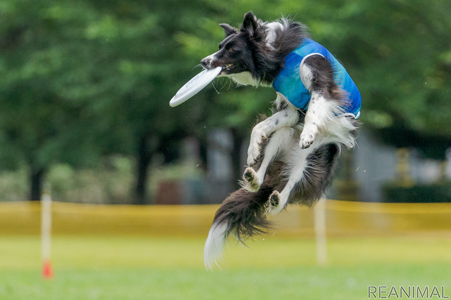 フリスビードッグ を楽しむ 愛犬とスポーツ アウトドア リアニマル レスポンス Response Jp