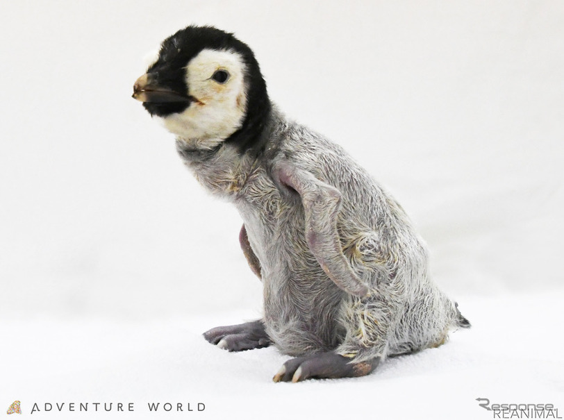 アドベンチャーワールド エンペラーペンギンの赤ちゃんを公開 10月9日から リアニマル レスポンス Response Jp