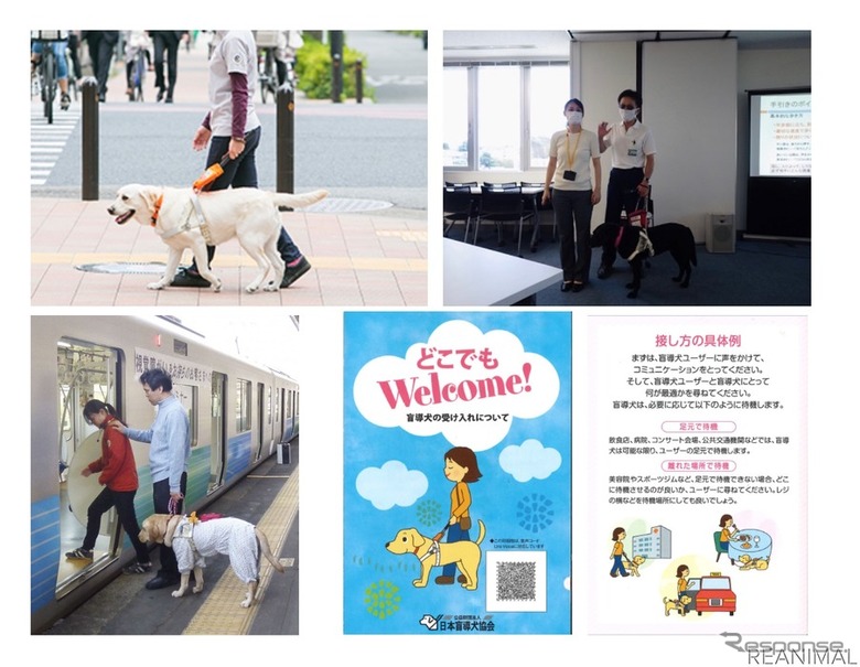 盲導犬ユーザー受け入れ 接客セミナー コロナ禍で困った 11月4日から リアニマル レスポンス Response Jp 盲導犬ユーザー受け入れ 接客セミナー コロナ禍で困った 11月4日から リアニマル レスポンス Response Jp
