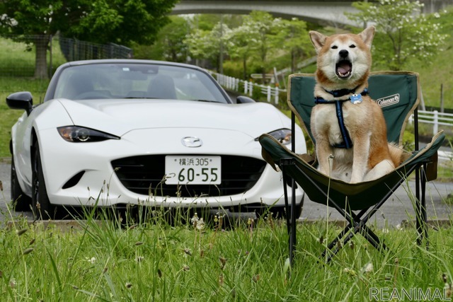 柴犬ハルの気になるクルマ マツダ ロードスター に乗って チェアリング 体験をしてみた レスポンス Response Jp 柴犬ハルの気になるクルマ マツダ ロードスター に乗って チェアリング 体験をしてみた レスポンス Response Jp