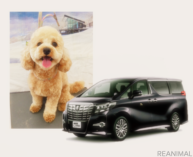愛犬も車内に 運転手付専用車のサービスを開始 アルファードのリムジン レスポンス Response Jp 愛犬も車内に 運転手付専用車のサービスを開始 アルファードのリムジン レスポンス Response Jp
