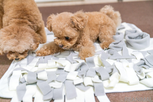 猛暑や長雨 犬の散歩が難しい 本能を刺激しながら飼い主も楽しめるおうち遊び レスポンス Response Jp 猛暑や長雨 犬の散歩が難しい 本能を刺激しながら飼い主も楽しめるおうち遊び レスポンス Response Jp