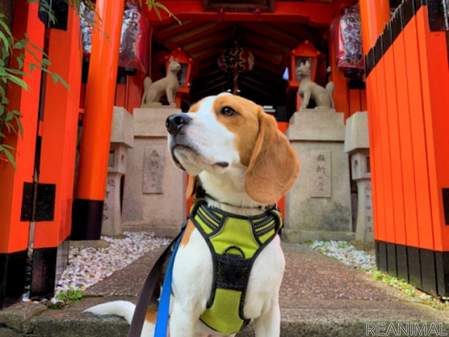 愛犬と一緒に参拝できる神社ベスト 健康祈願やお守りも くるまの旅ナビ レスポンス Response Jp 愛犬と一緒に参拝できる神社ベスト 健康祈願やお守りも くるまの旅ナビ レスポンス Response Jp